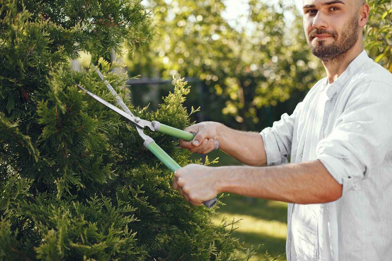 Professional Tree Service in Presque Isle, ME